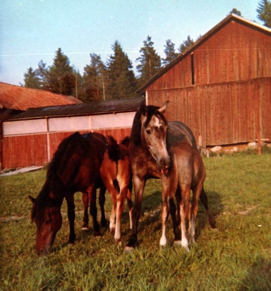 Sofie Josh Madicken Jocoma 1968 Foto Birgitta Karlquist